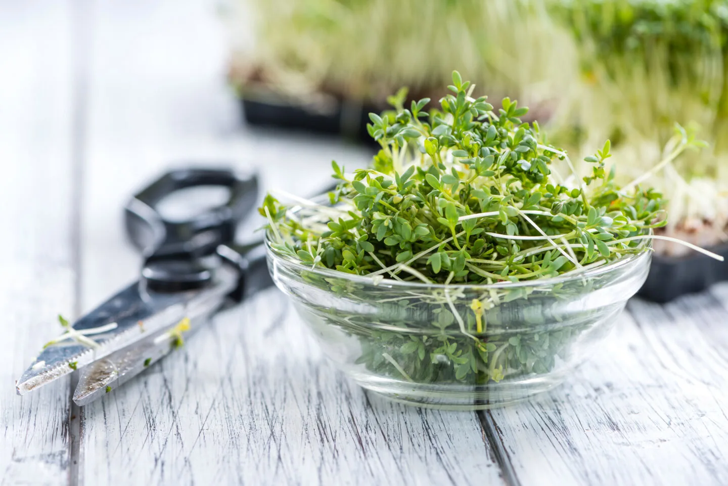 Which Antioxidants Are Present Within Watercress?